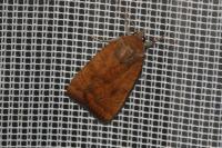 Noctua interjecta
