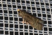 Eccopisa effractella