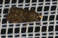 Eccopisa effractella