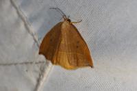 Watsonalla binaria
