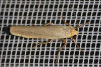 Eilema caniola