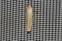 Eilema caniola