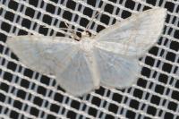 Asthena albulata