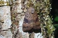 Amphipyra pyramidea