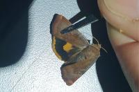 Noctua janthina