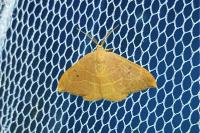 Watsonalla binaria