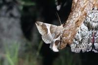 Dysgonia algira