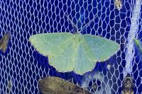 Thalera fimbrialis