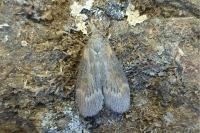 Lamoria anella