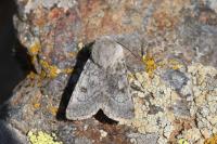 Agrotis simplonia