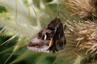 Syngrapha hochenwarthi