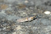 Etiella zinckenella