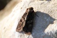 Dryobotodes tenebrosa