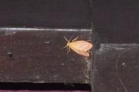 Miltochrista miniata