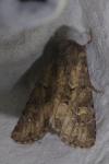 Luperina testacea