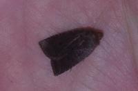 Conistra ligula