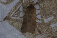 Agrochola lychnidis