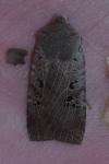 Conistra rubiginosa