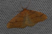 Phigaliohybernia aurantiaria