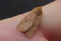 Leptologia macilenta