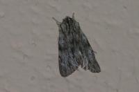 Asteroscopus sphinx