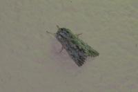 Asteroscopus sphinx