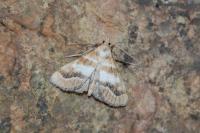 Metasia suppandalis