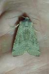 Agrochola lychnidis