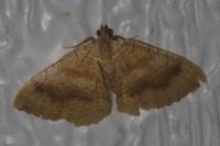 Camptogramma bilineata