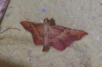 Endotricha flammealis