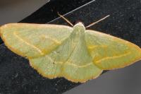 Hylaea fasciaria