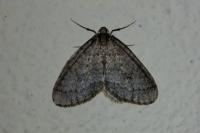 Operophtera brumata