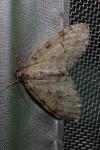 Trichopteryx carpinata