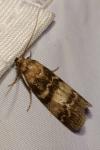 Euzophera pinguis