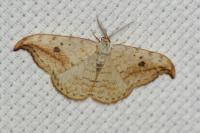 Drepana falcataria