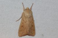 Mythimna vitellina