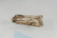 Aporophyla australis