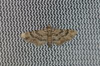 Gymnoscelis rufifasciata