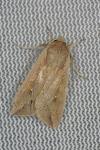 Mythimna unipuncta