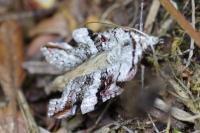 Aplocera praeformata