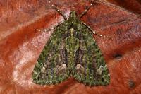 Chloroclysta siterata