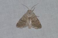 Caradrina gilva
