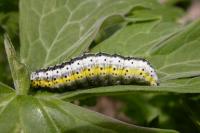 Euchalcia variabilis