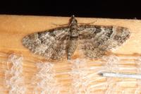 Gymnoscelis rufifasciata