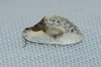 Cilix glaucata