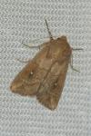 Mythimna albipuncta