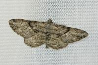 Peribatodes rhomboidaria rhomboidaria
