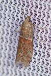 Acrobasis bithynella