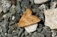 Atethmia centrago