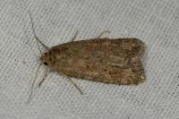 Spodoptera exigua